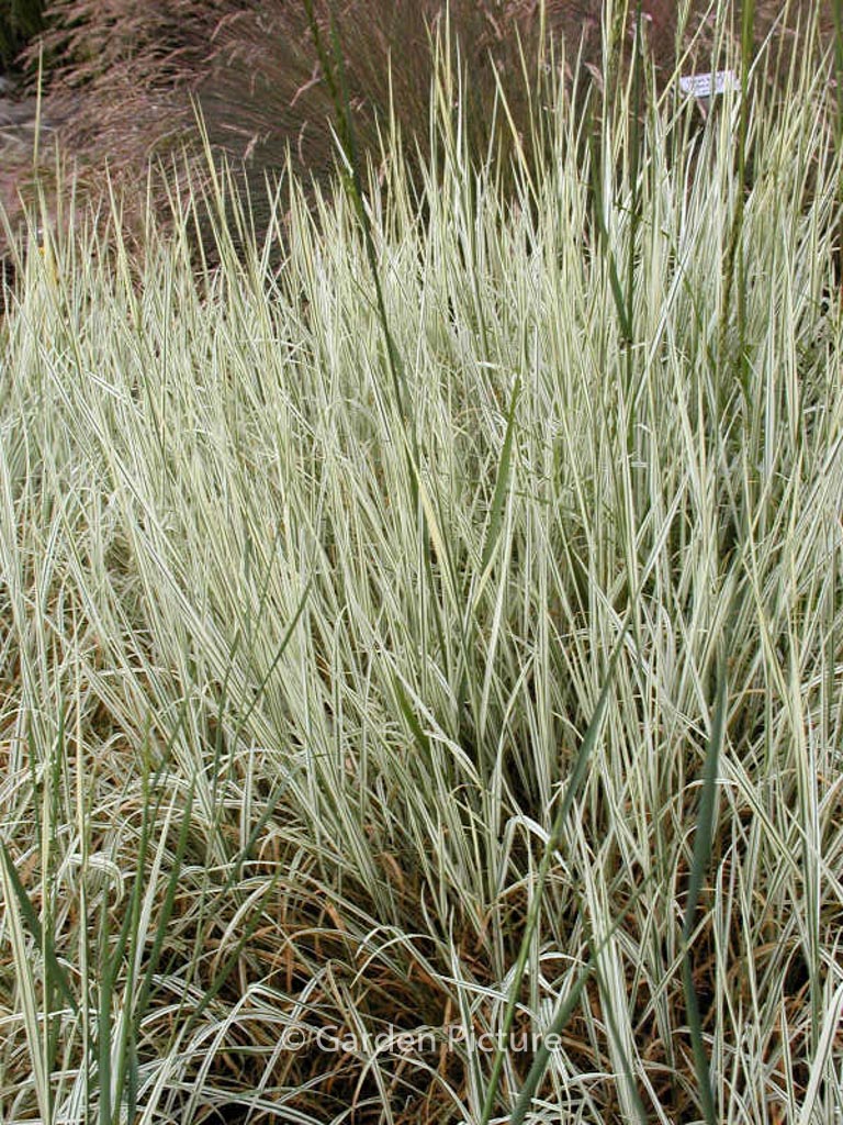 Arrhenatherum elatius ‘Variegatum’