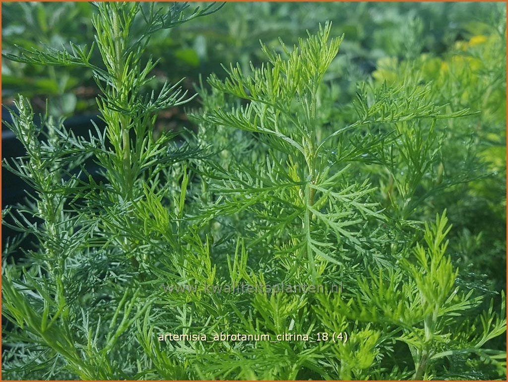 Artemisia abrotanum ‘Citrina’