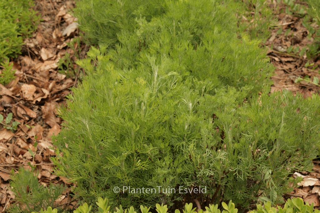 Artemisia abrotanum