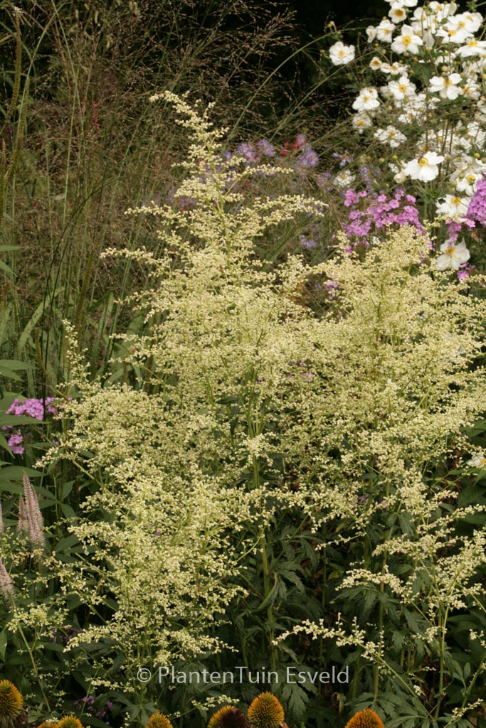 Artemisia lactiflora ‘Elfenbein’