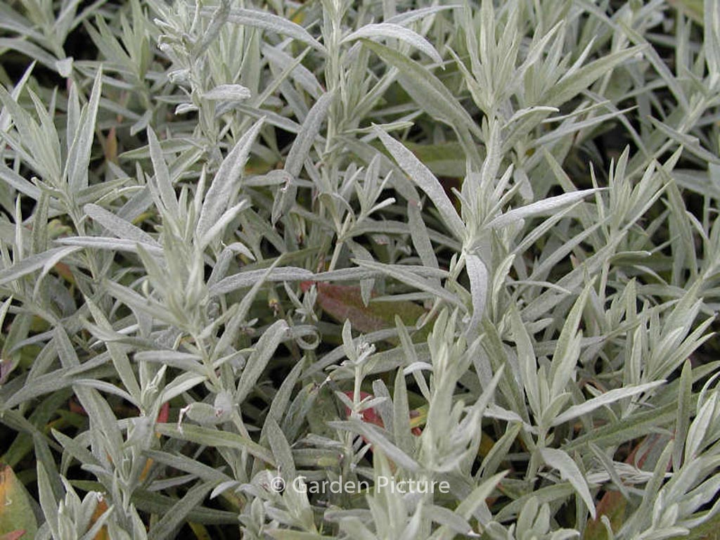 Artemisia ludoviciana ‘Silver Queen’