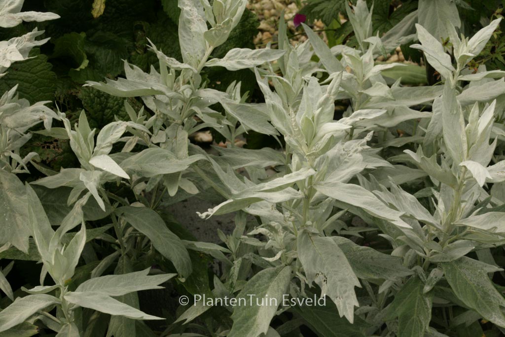 Artemisia ludoviciana ‘Valerie Finnis’