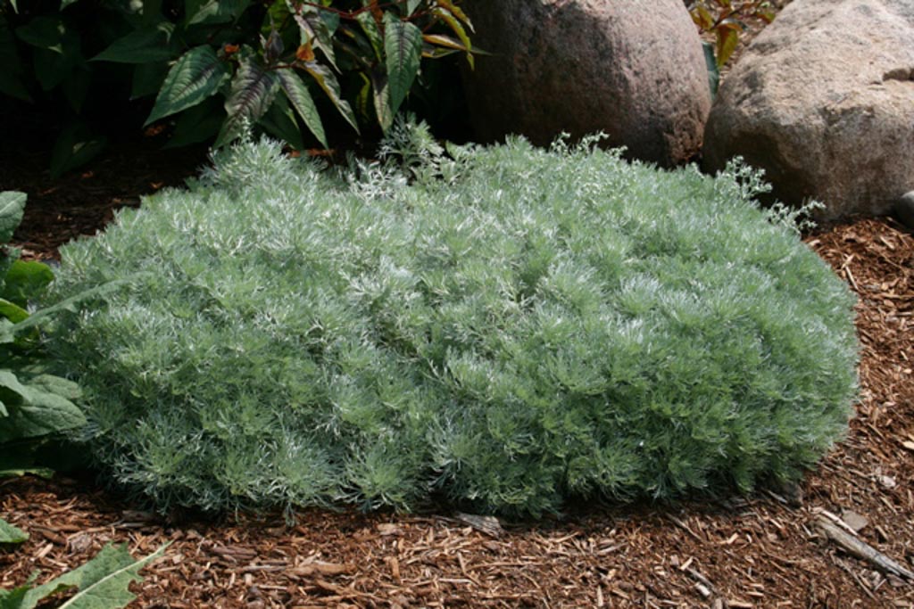 Artemisia schmidtiana ‘Nana’