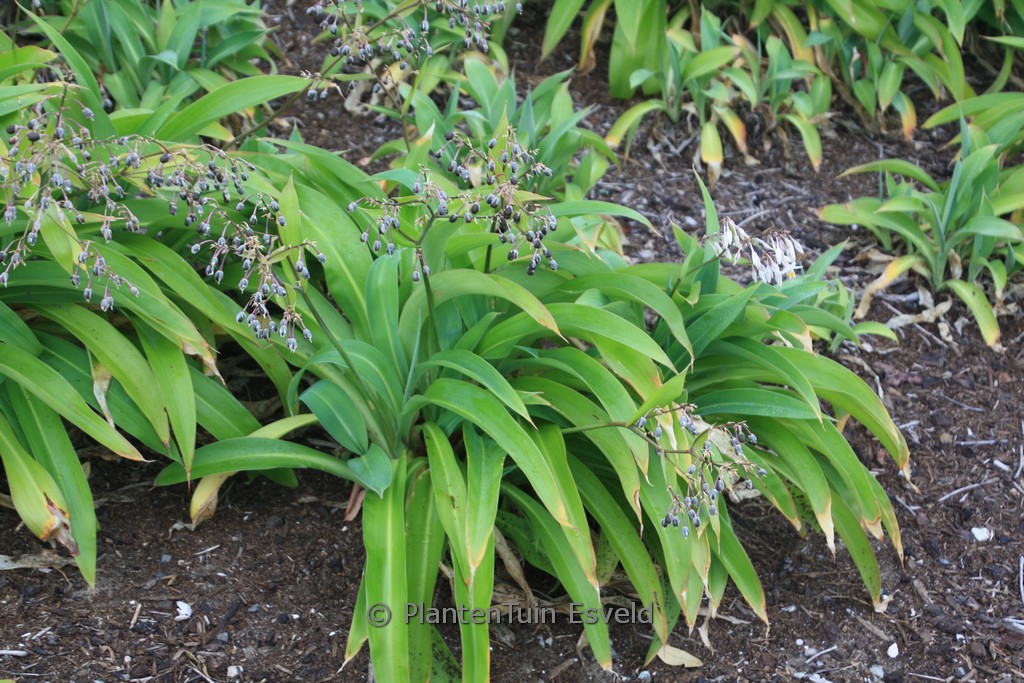 Arthropodium cirrhatum