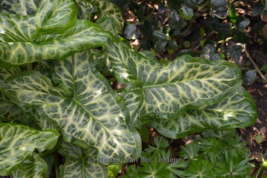 Arum italicum ‘Marmoratum’