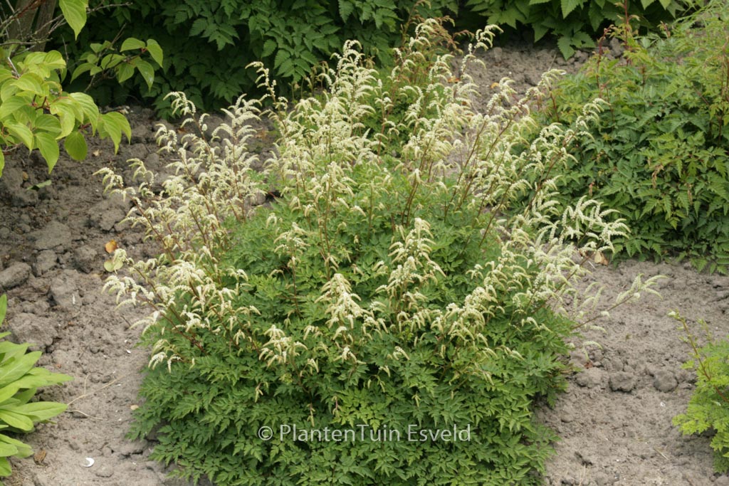 Aruncus ‘Guinea Fowl’