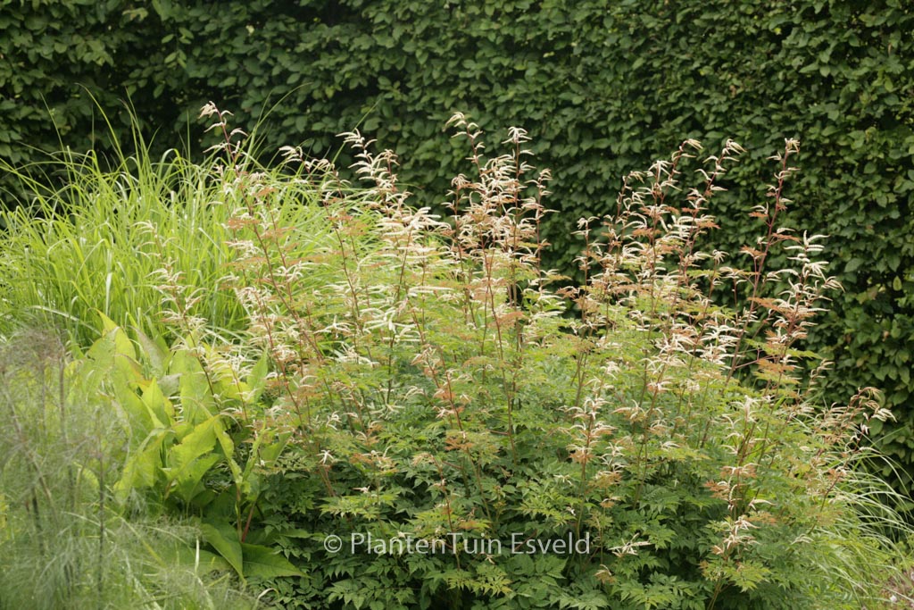 Aruncus ‘Horatio’