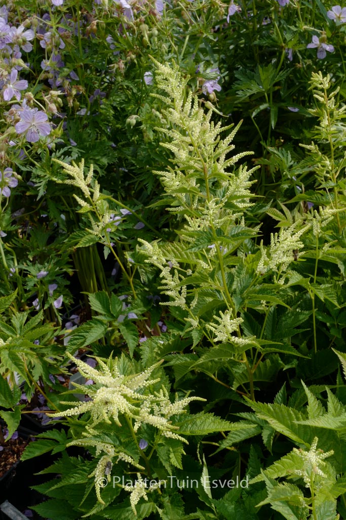 Aruncus ‘Sparkles’