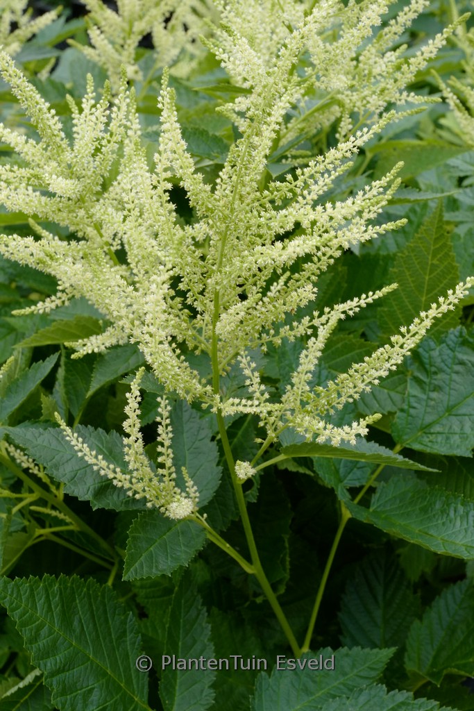 Aruncus ‘Ulf’