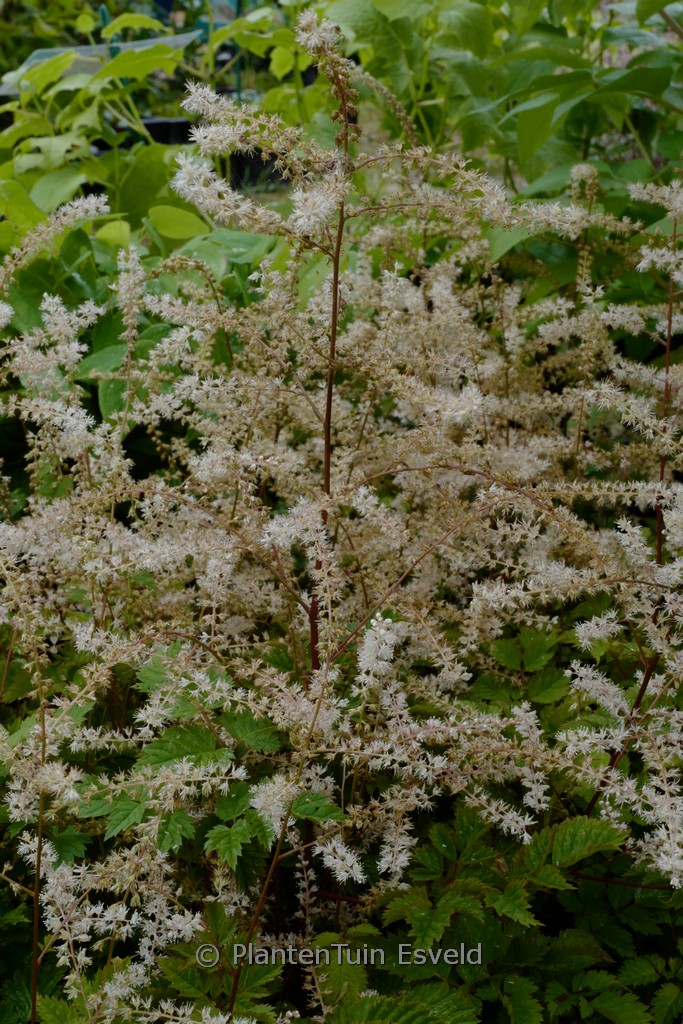 Aruncus aethusifolius ‘Johannisfest’