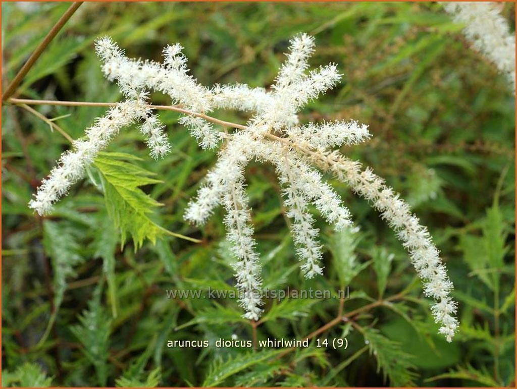 Aruncus dioicus ‘Whirlwind’