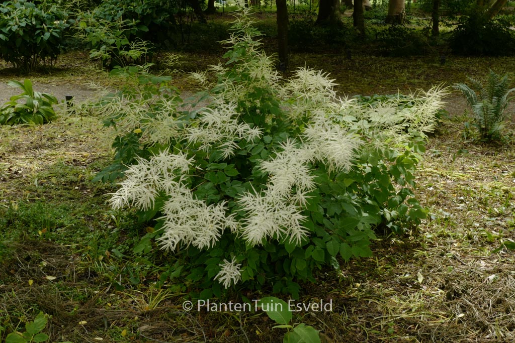 Aruncus dioicus