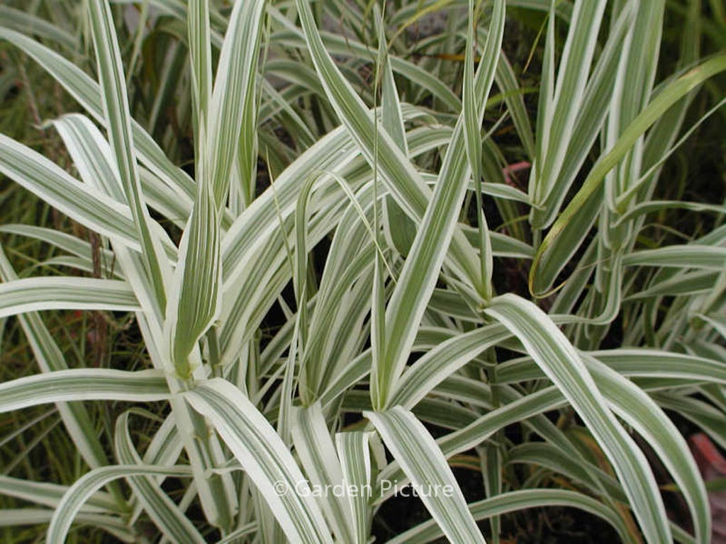 Arundo donax ‘Versicolor’