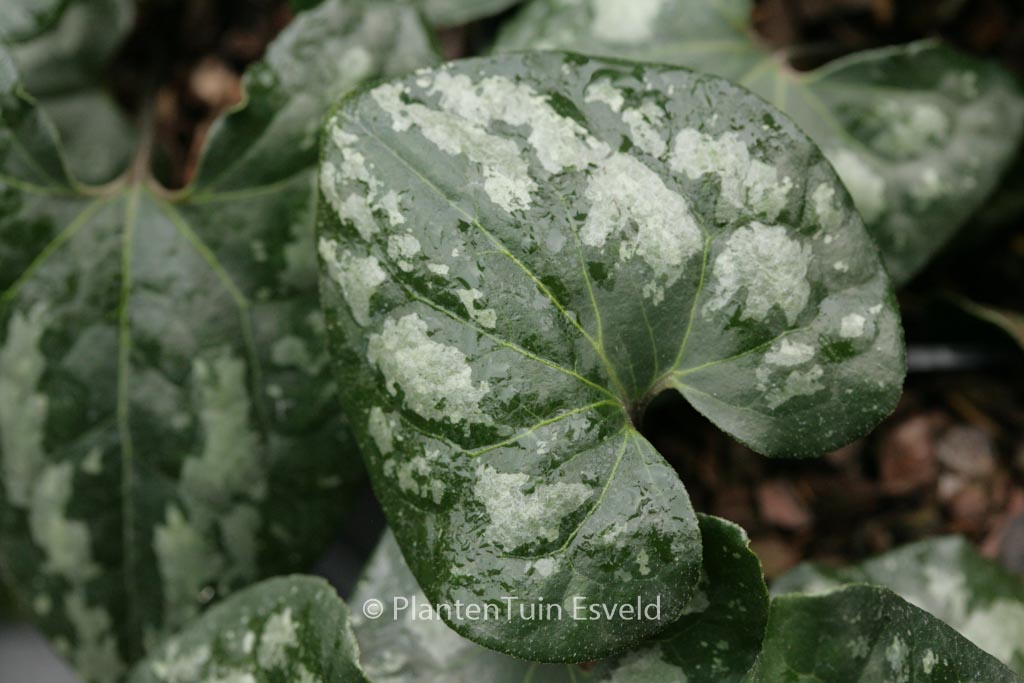 Asarum maximum ‘Ling Ling’