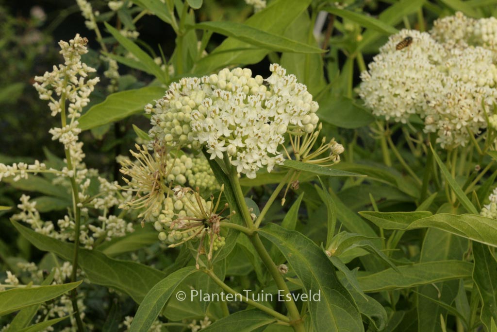 Asclepias incarnata ‘Ice Ballet’