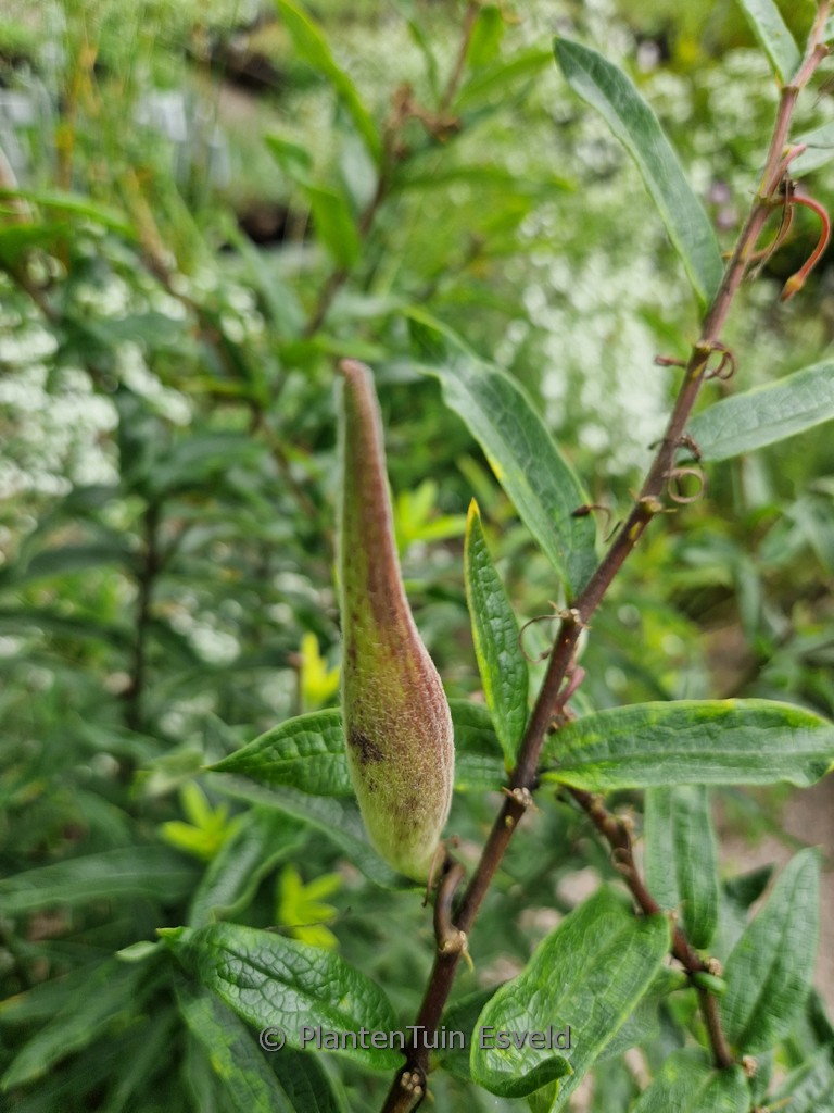Asclepias tuberosa interior