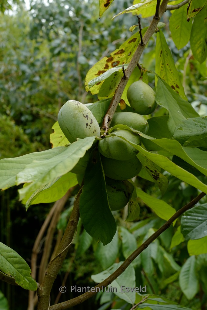 Asimina triloba ‘Prima 1216’
