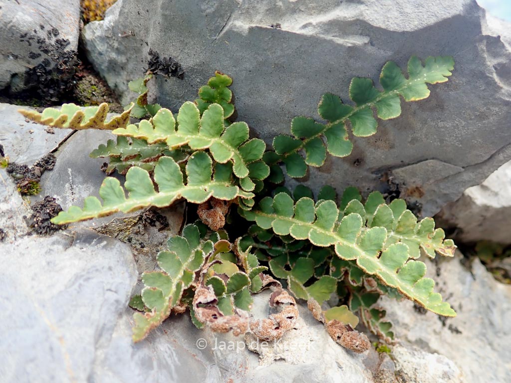 Asplenium ceterach
