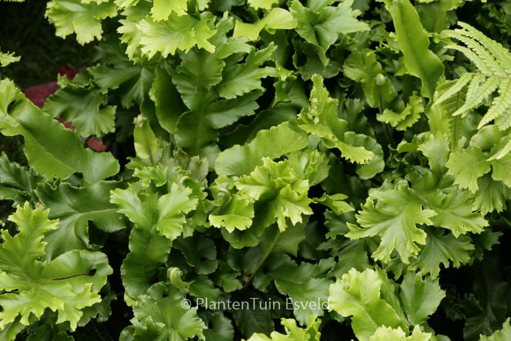 Asplenium scolopendrium ‘Cristatum’