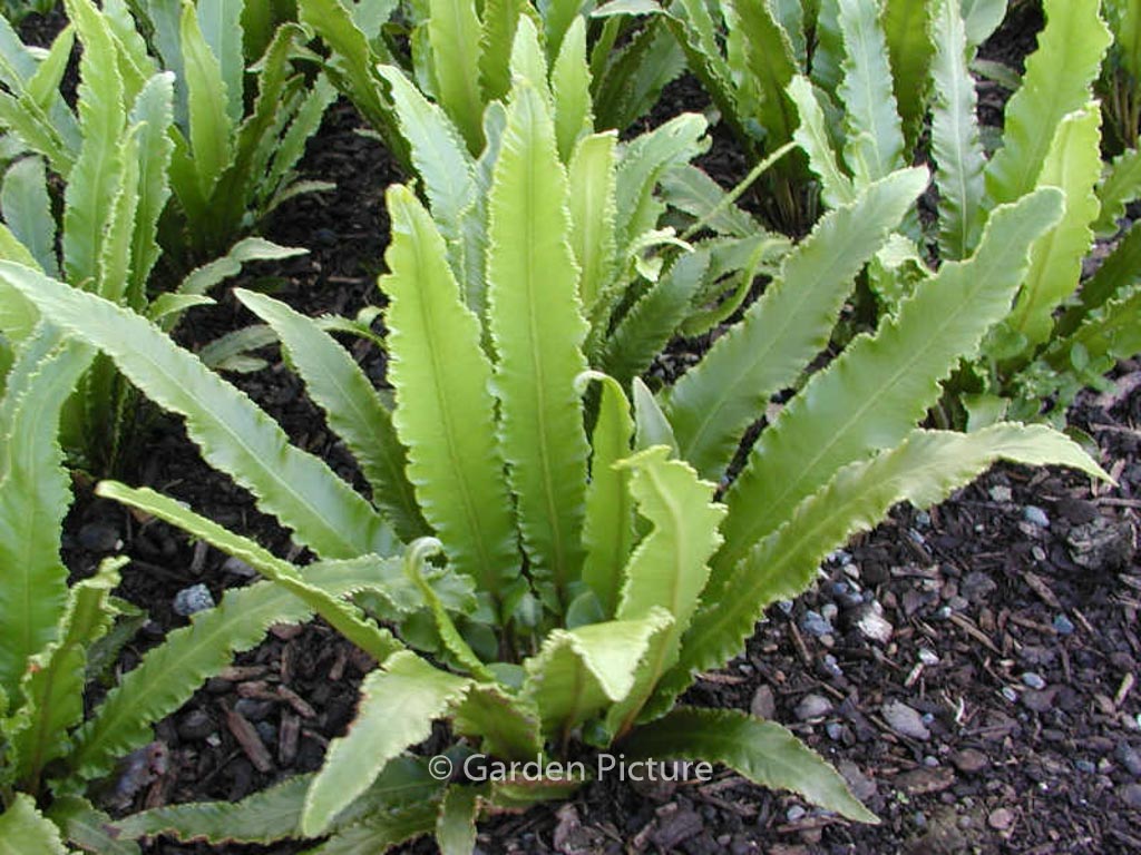 Asplenium scolopendrium ‘Undulata’