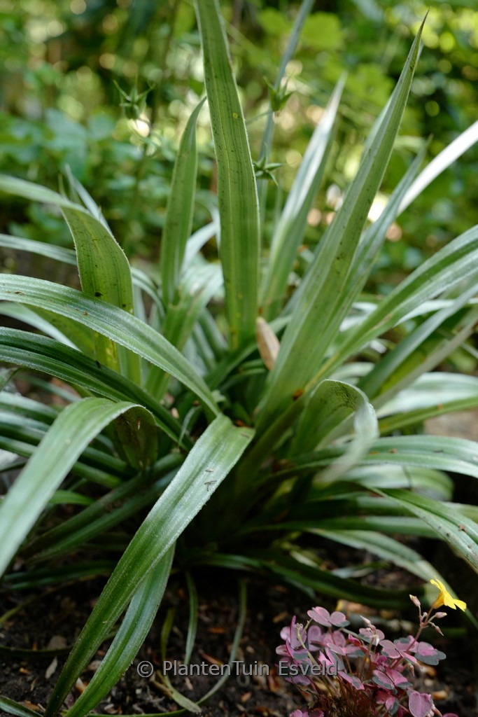 Astelia ‘Silver Shadow’