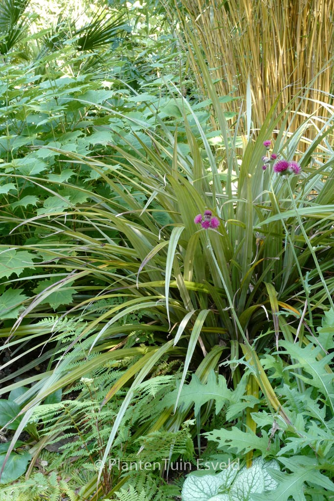 Astelia nervosa ‘Westland’