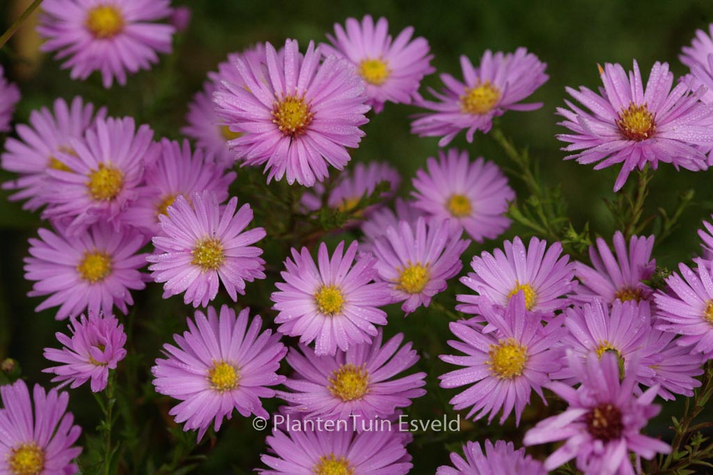Aster ‘Alice Haslam’