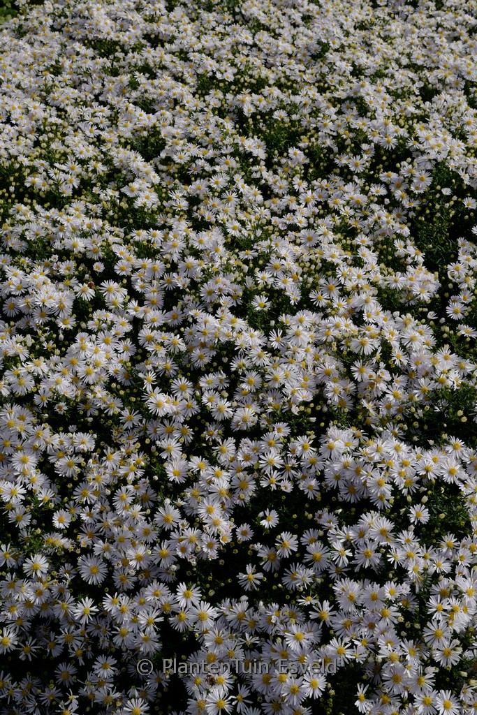 Aster ‘Apollo’