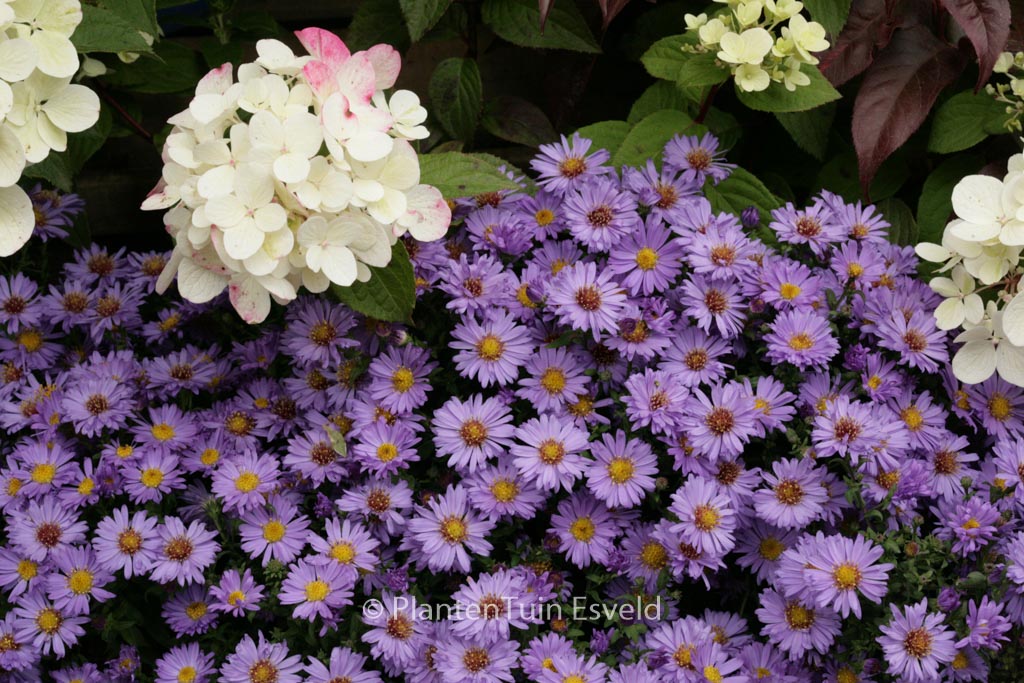 Aster ‘Barbados’
