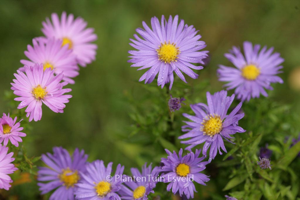 Aster ‘Blauer Gletscher (D)’