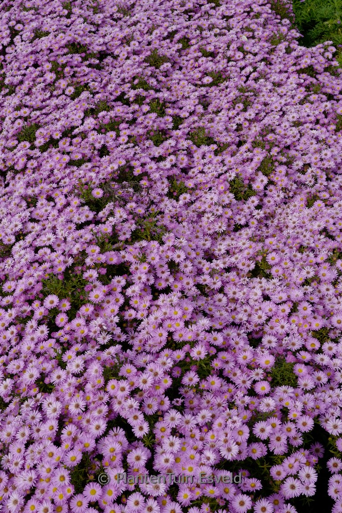 Aster ‘Herbstgruss von Bresserhof’