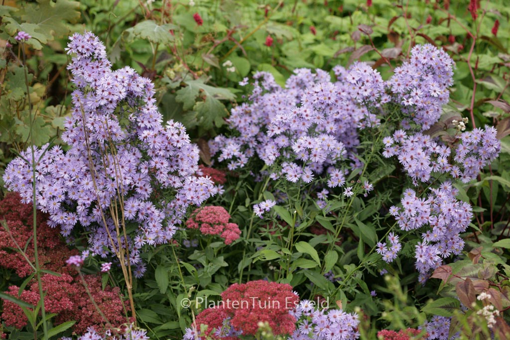 Aster ‘Little Carlow’