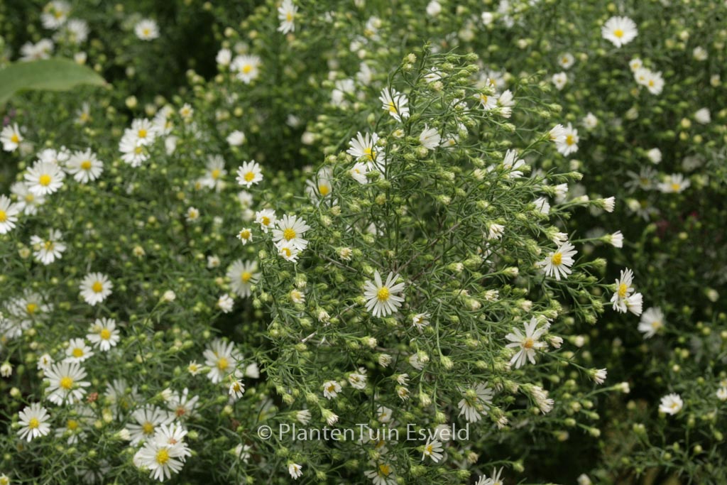 Aster ‘Monte Cassino’