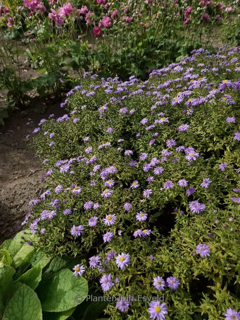 Aster ‘Nesthaekchen’