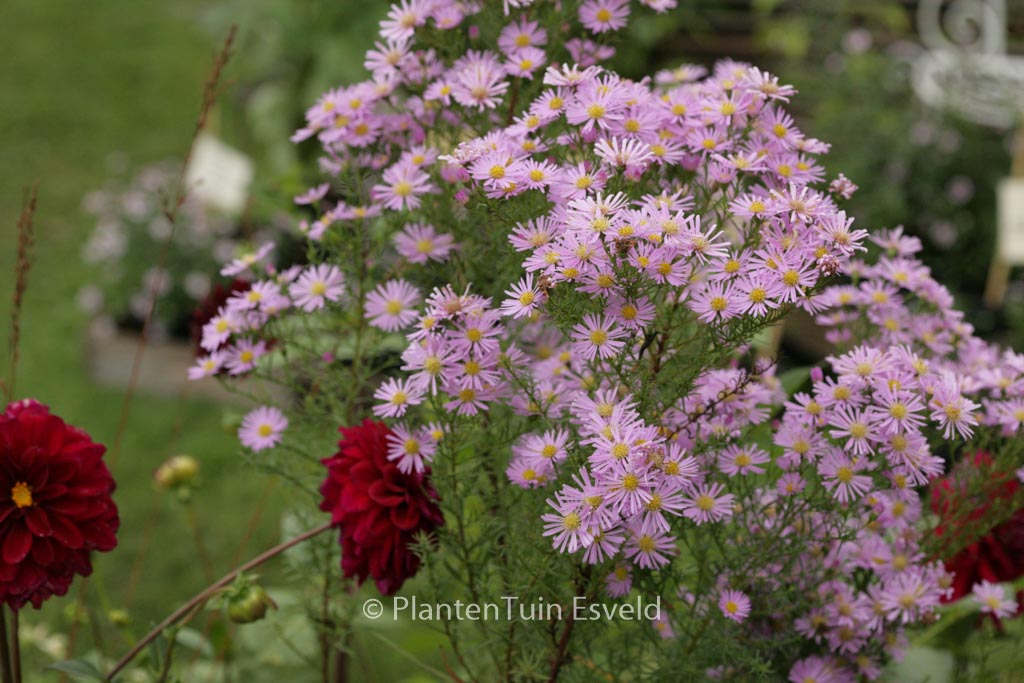 Aster ‘Pink Star’