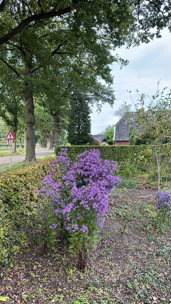 Aster ‘Prairie Purple’