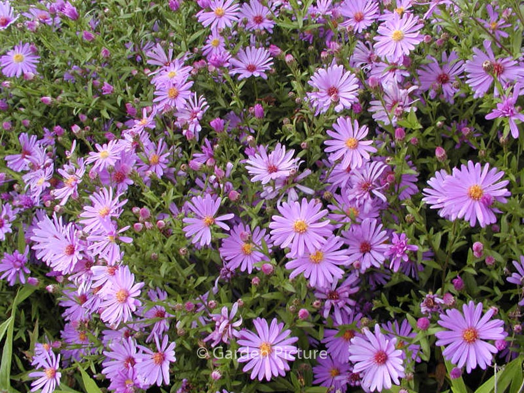 Aster ‘Treffpunkt’