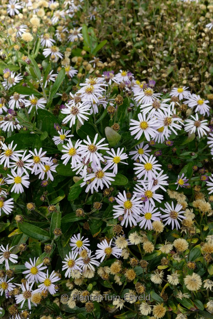 Aster ‘Wachsenburg’