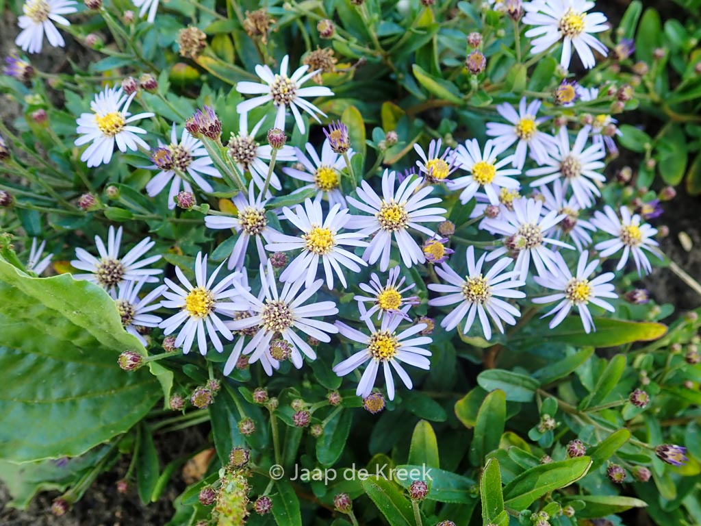 Aster ageratoides ‘Adustus Nanus’