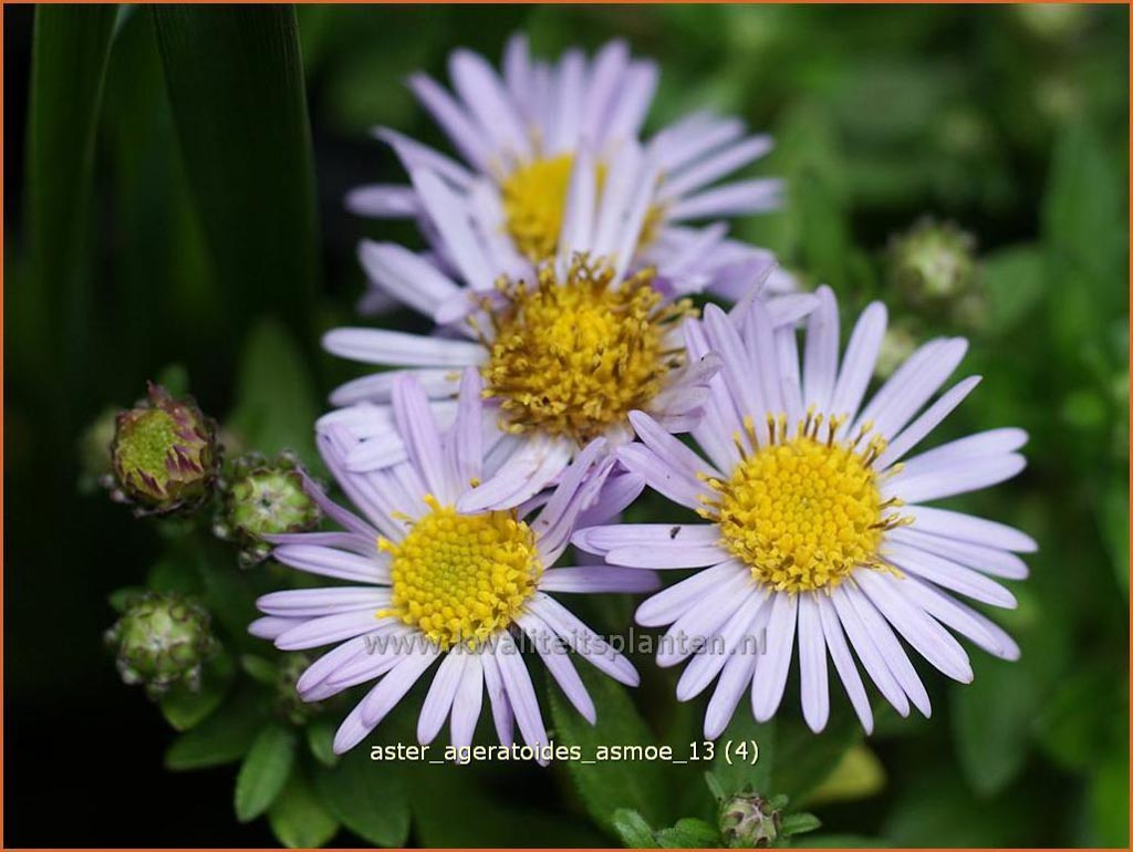 Aster ageratoides ‘Asmoe’
