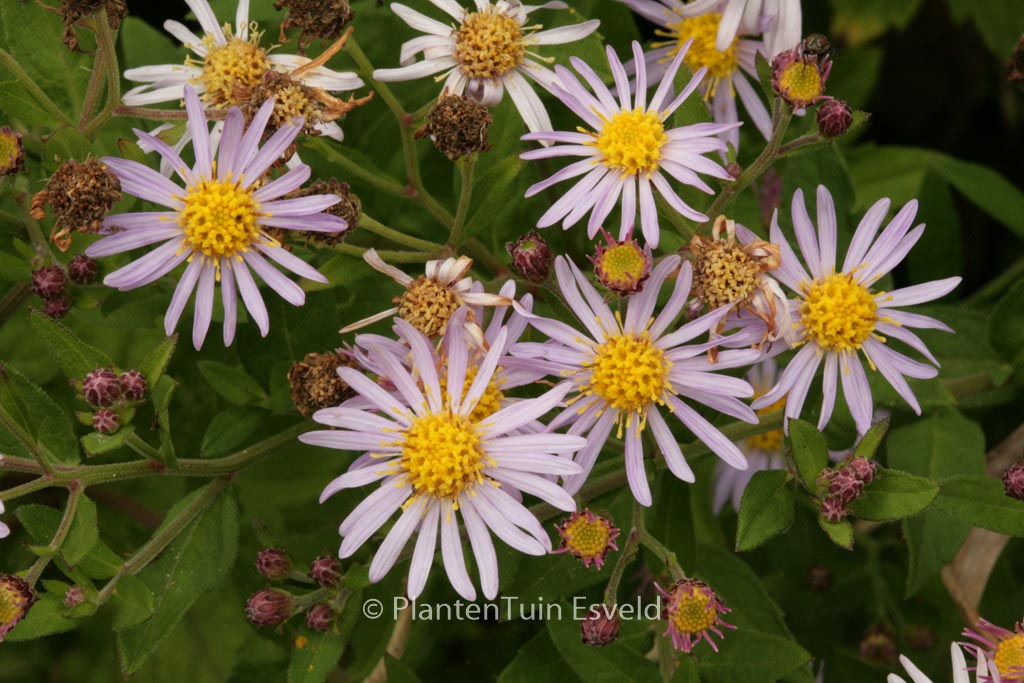 Aster ageratoides ‘Asran’