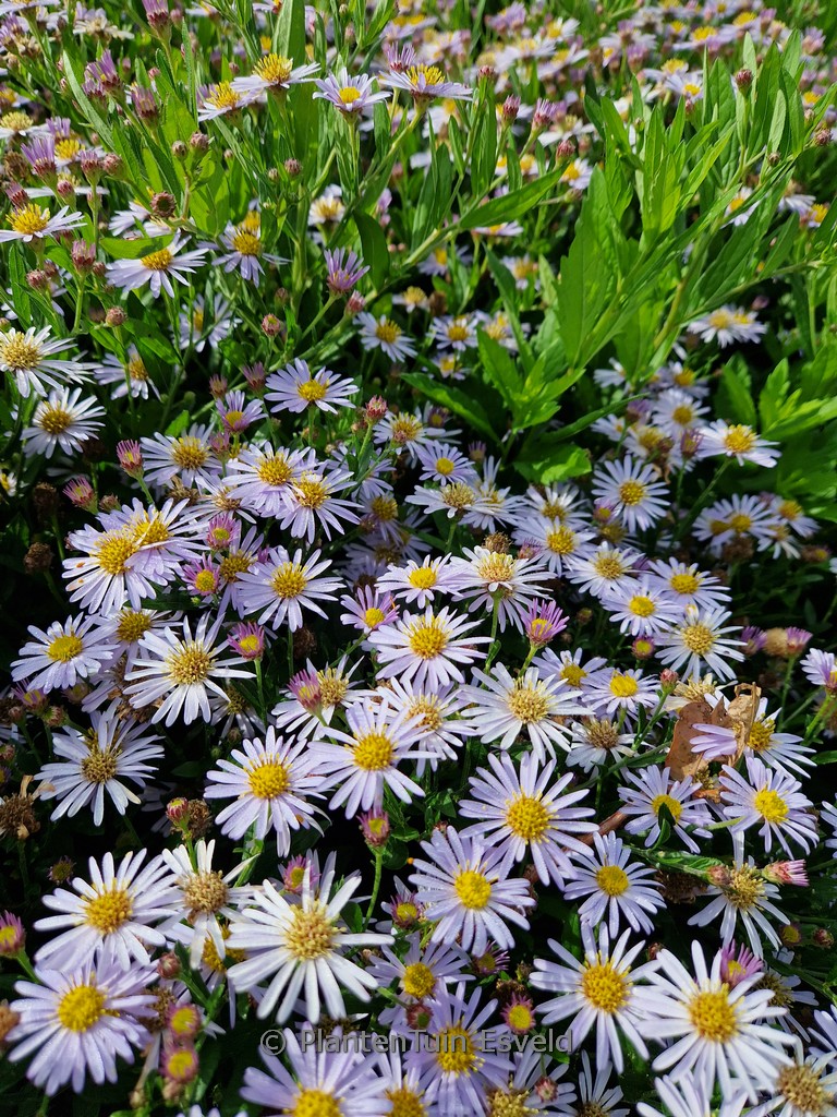 Aster ageratoides ‘Blaukuppel’