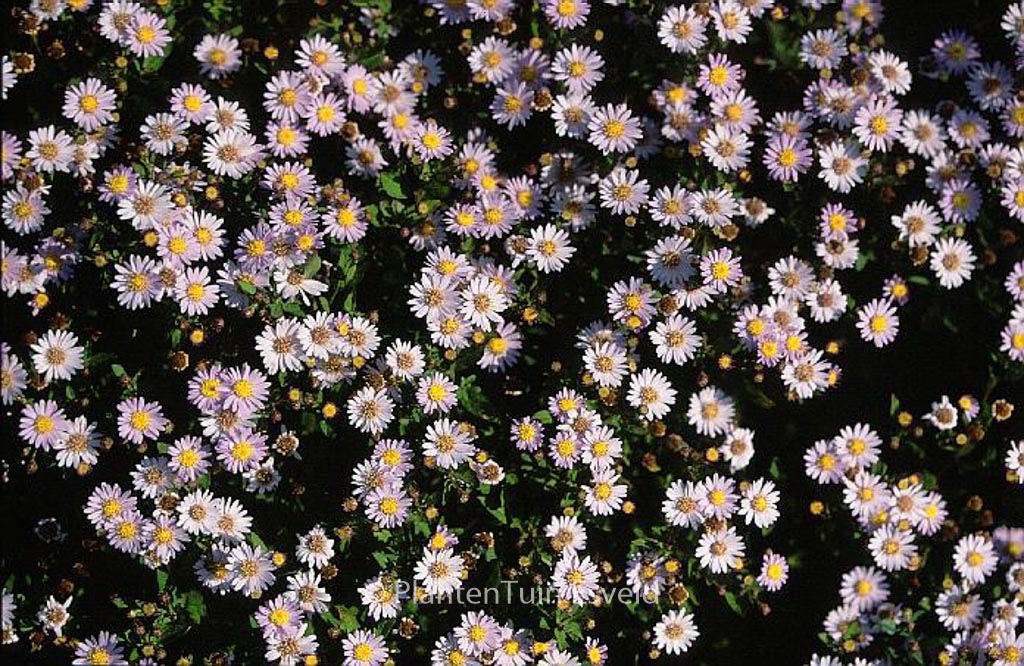 Aster ageratoides ‘Stardust’