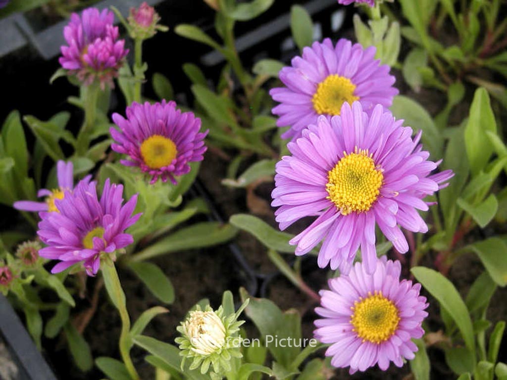 Aster alpinus ‘Dunkle Schoene’