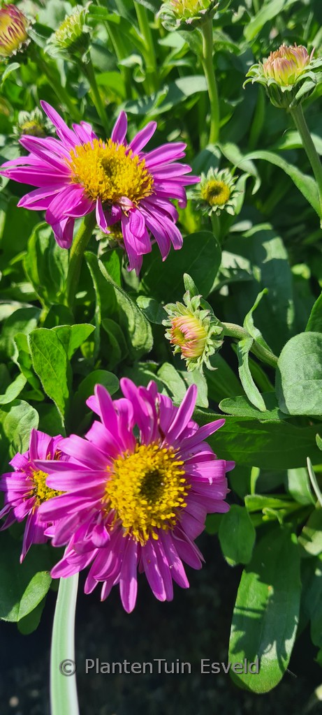 Aster alpinus ‘Happy End’
