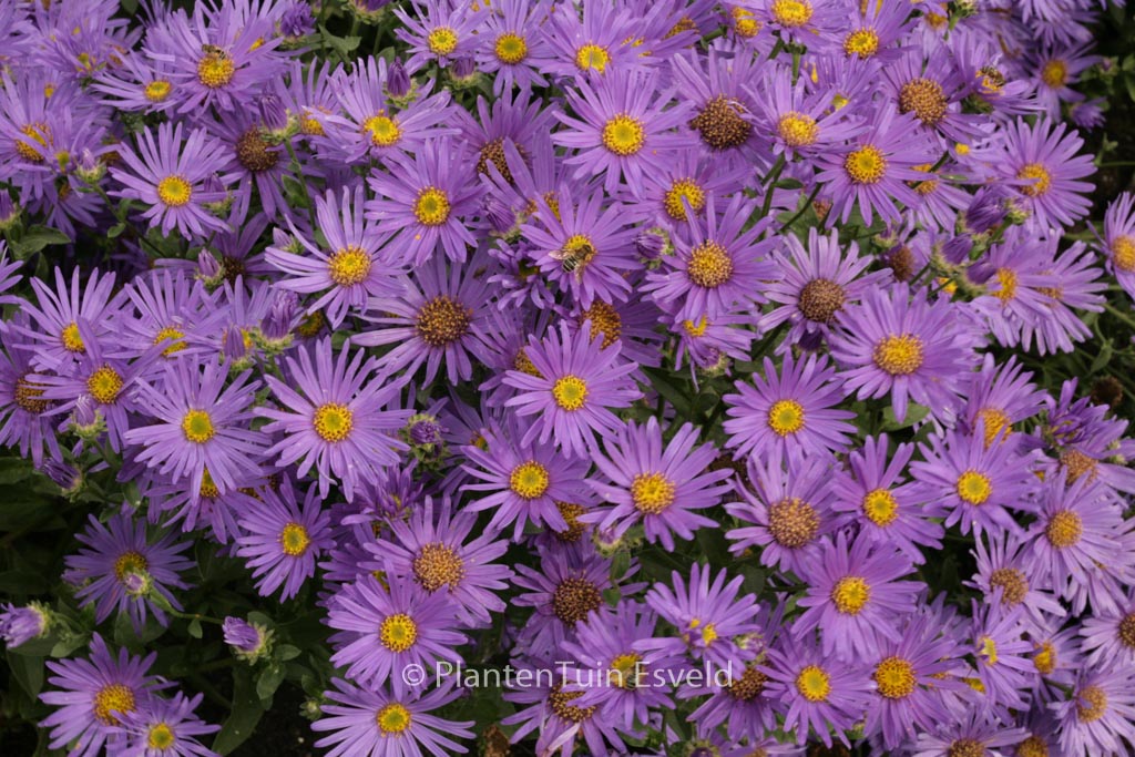 Aster amellus ‘Blue King’