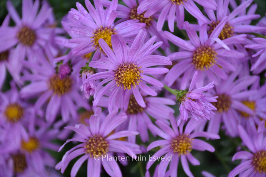 Aster amellus ‘Brilliant’