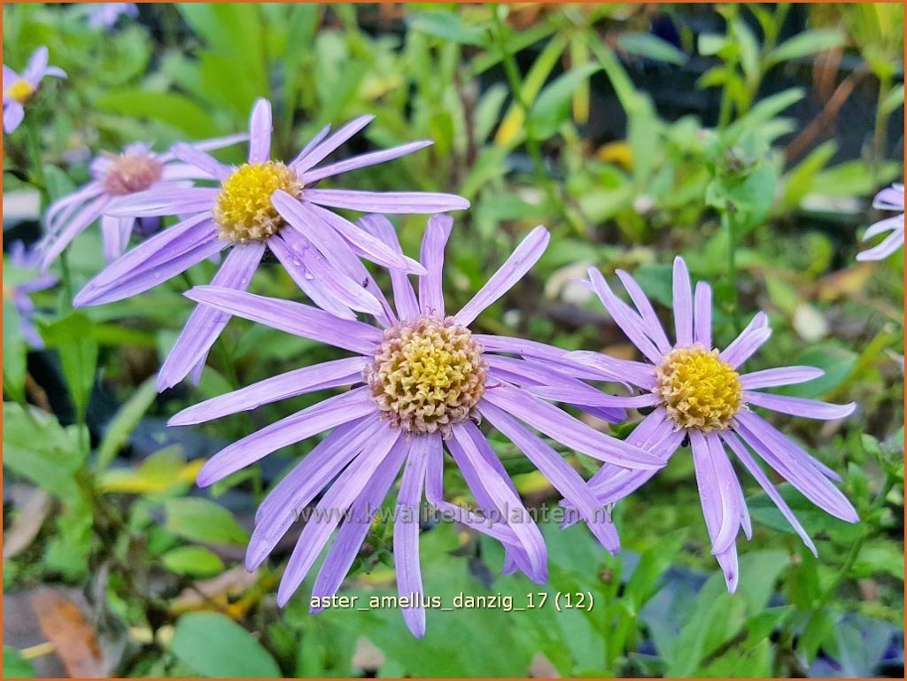Aster amellus ‘Danzig’
