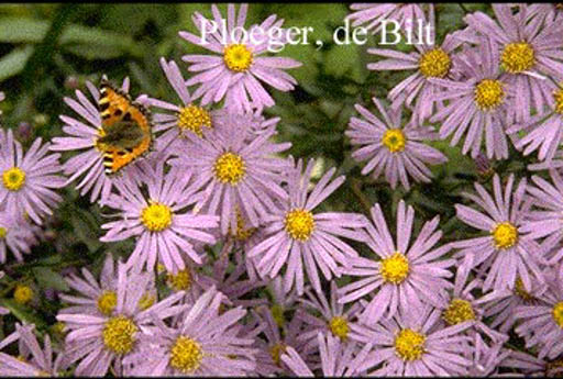 Aster amellus ‘Dr. Otto Petschek’
