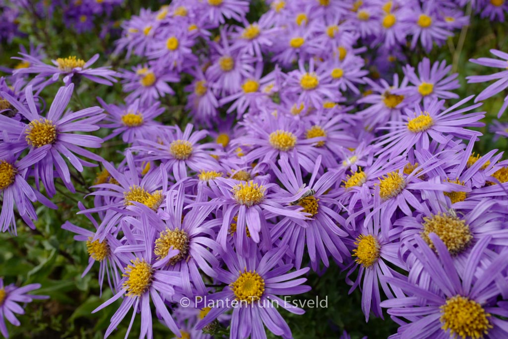 Aster amellus ‘King George’